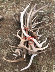 Spoils of shed hunting